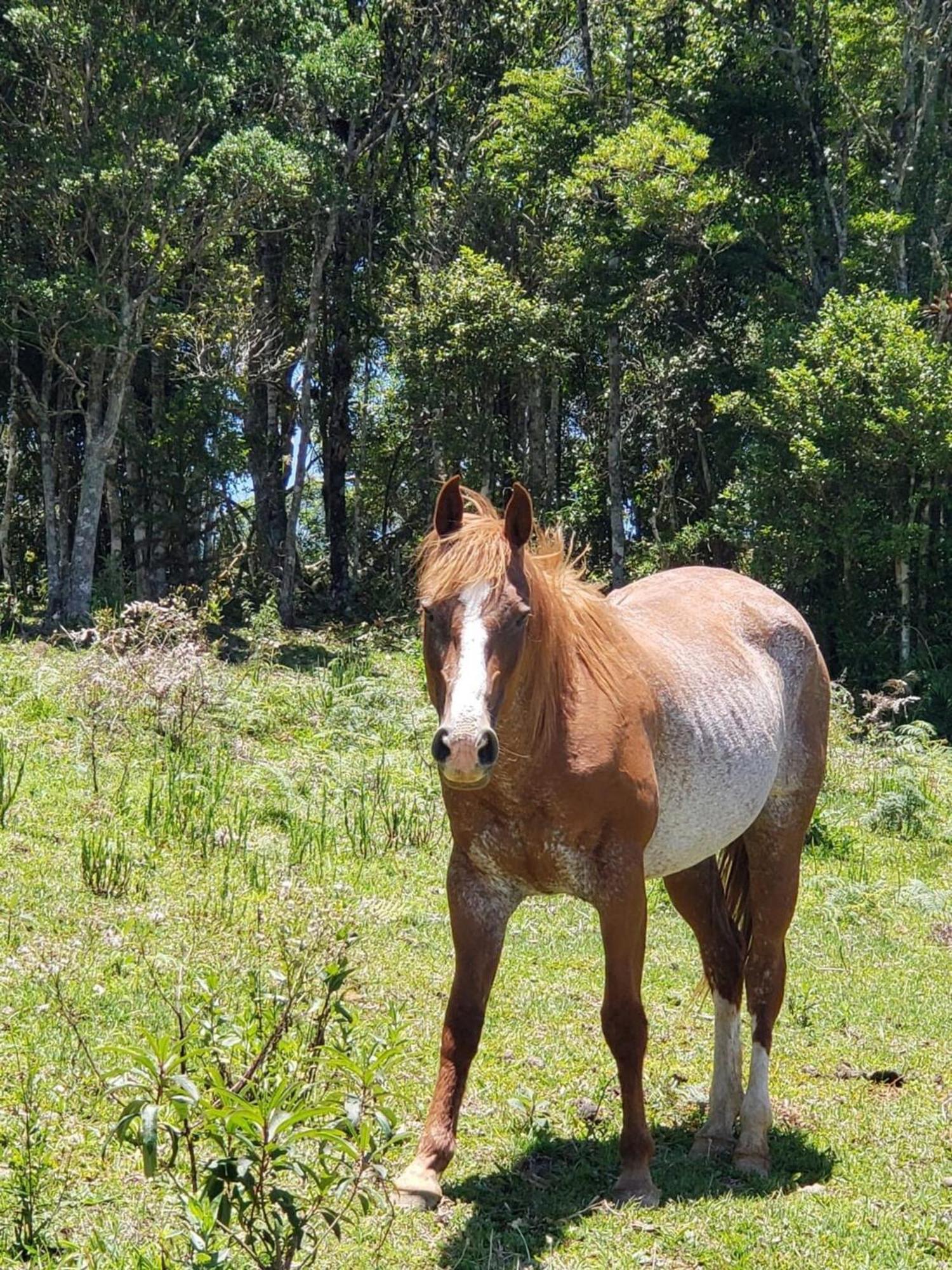 Rancho Sol Poente - Rancho Queimado - Sc Villa Dış mekan fotoğraf
